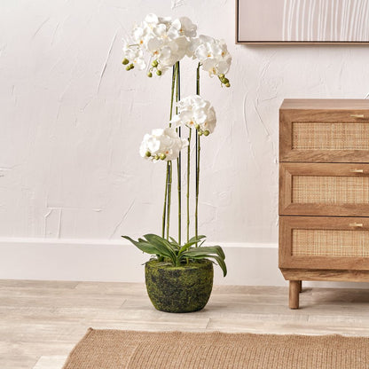 Tall White Orchid in Moss Pot