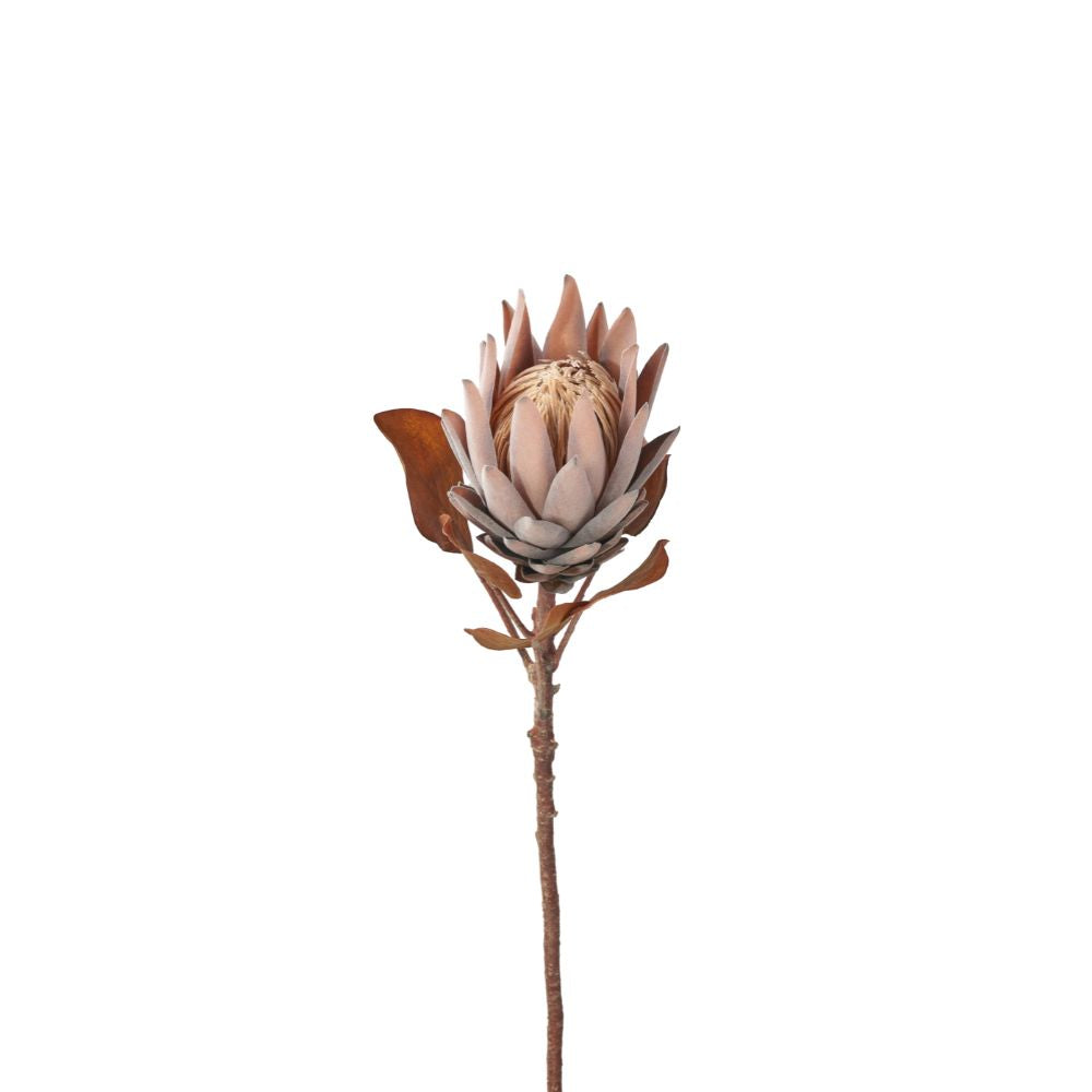 Mulberry Brown Protea Pack of 6