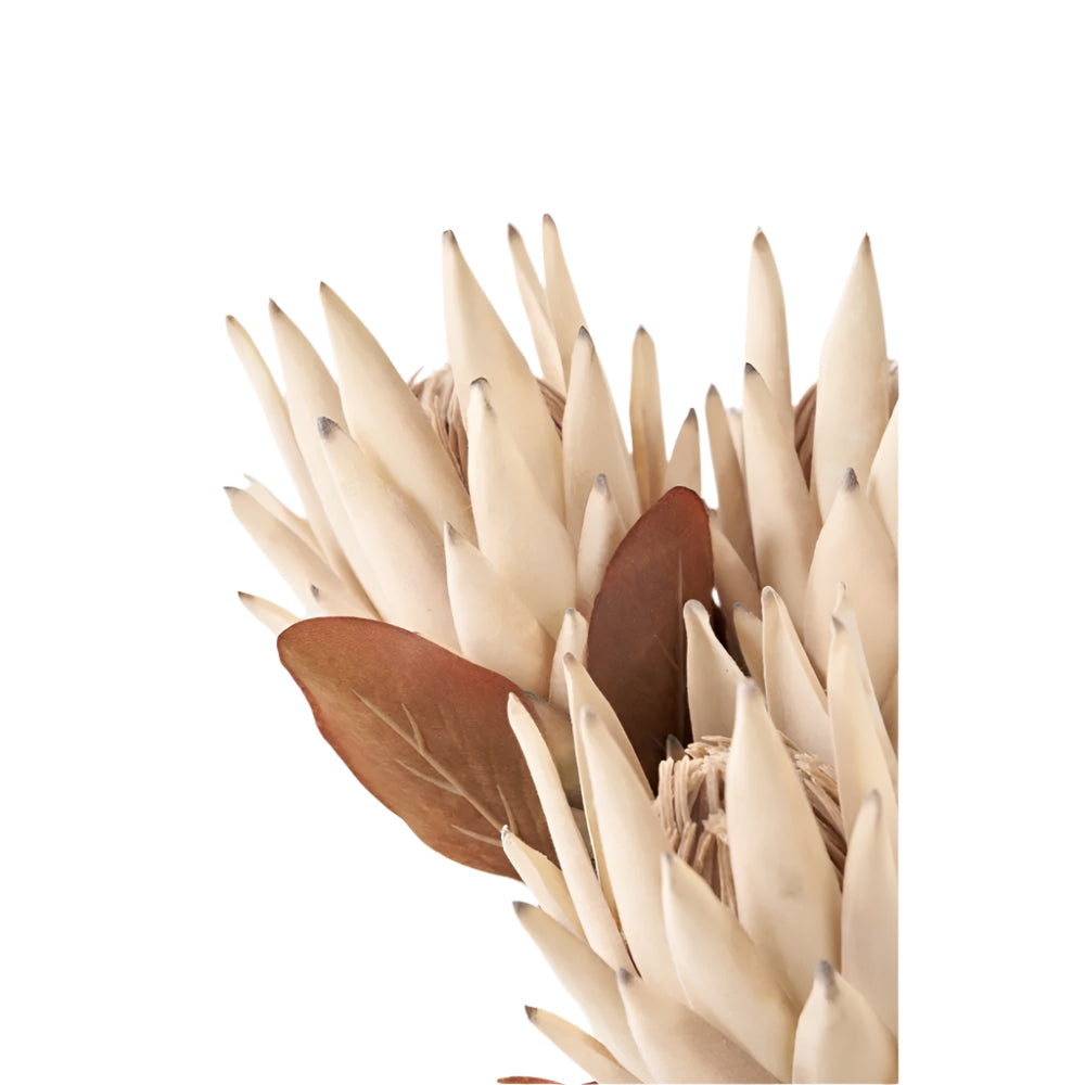 Natural Apricot Protea Pack of 6