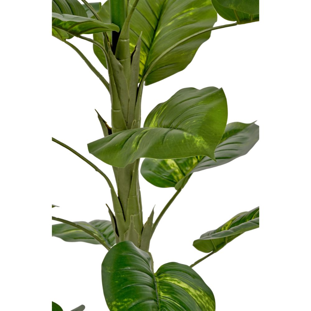 Elephant Ear Plant in Pot