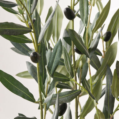 Medium Olive Tree in Pot
