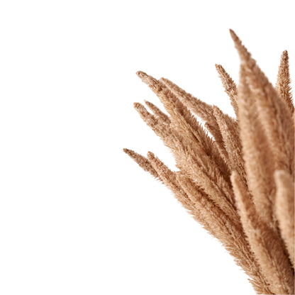 Natural Apricot Dried Flower Bunch