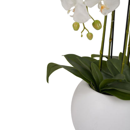 Tall White Orchid in Pot