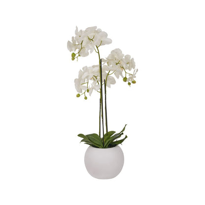Medium White Orchid in Pot