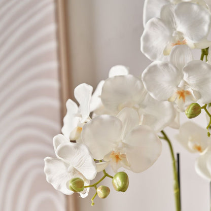 Medium White Orchid in Moss Pot