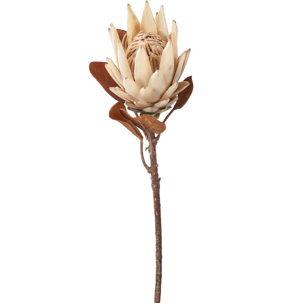 Natural Apricot Protea Pack of 6