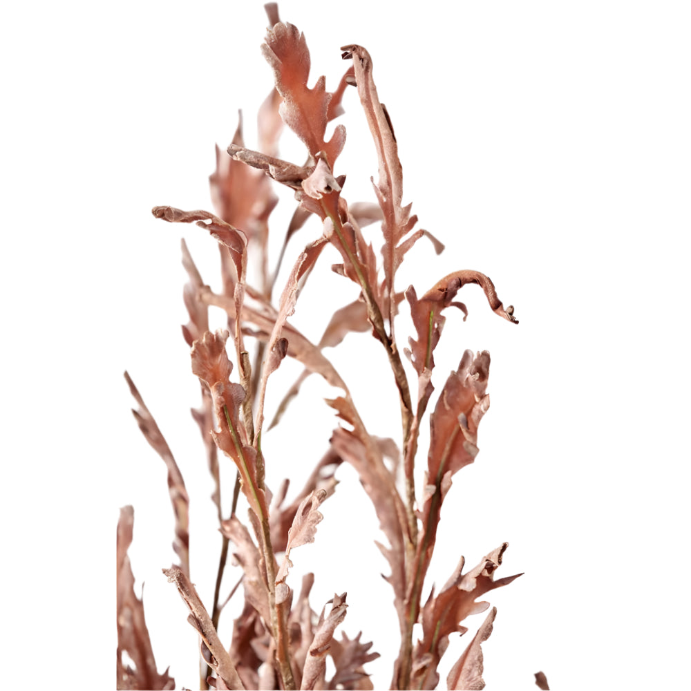 Mulberry Brown Dried Flower Bunch