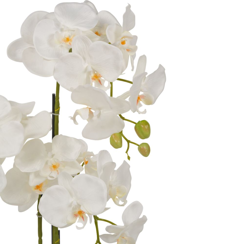 Medium White Orchid in Pot