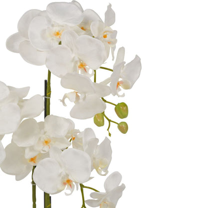 Medium White Orchid in Pot