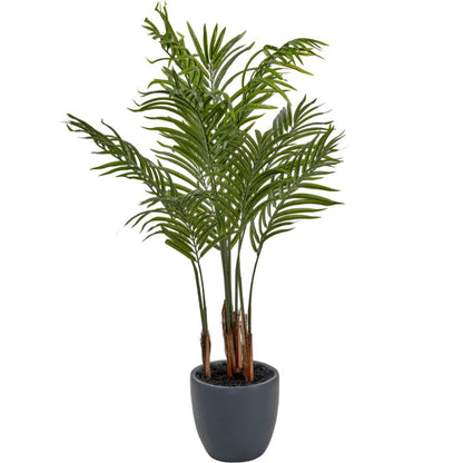 Areca Palm Plant in Pot