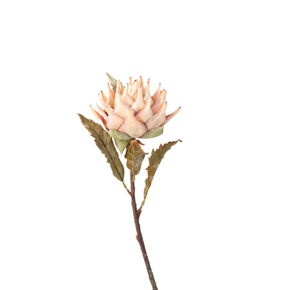 Apricot Lotus Pack of 6