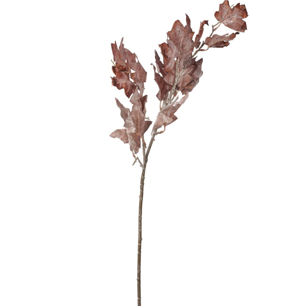 Mulberry Brown Maple Leaf Pack of 6