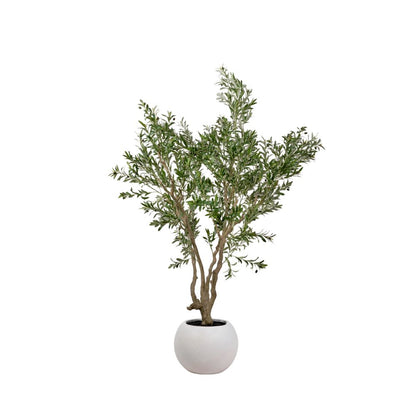 Extra Large Olive Tree in Pot