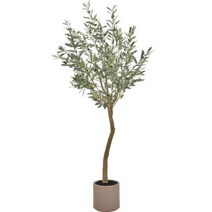 Large Olive Tree in Pot