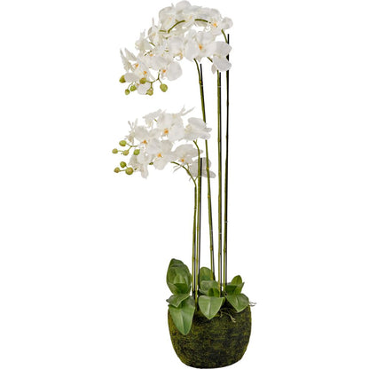 Tall White Orchid in Moss Pot