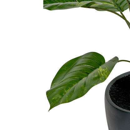 Elephant Ear Plant in Pot