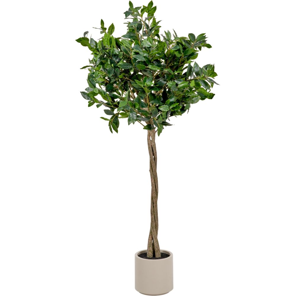 Medium Bay Tree in Pot