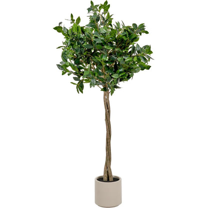 Medium Bay Tree in Pot