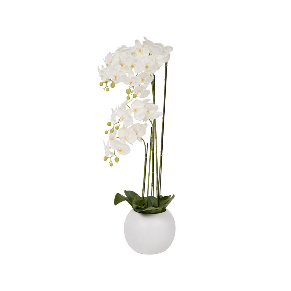 Tall White Orchid in Pot