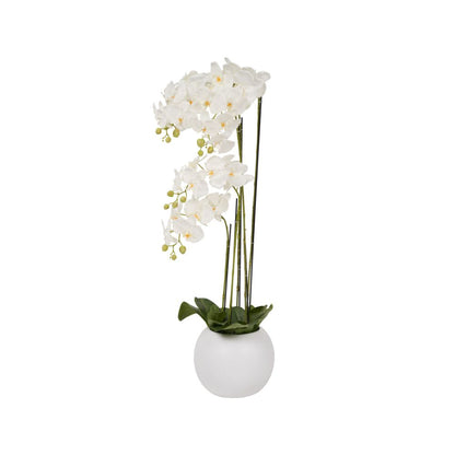 Tall White Orchid in Pot