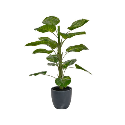 Elephant Ear Plant in Pot