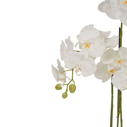 Medium White Orchid in Pot