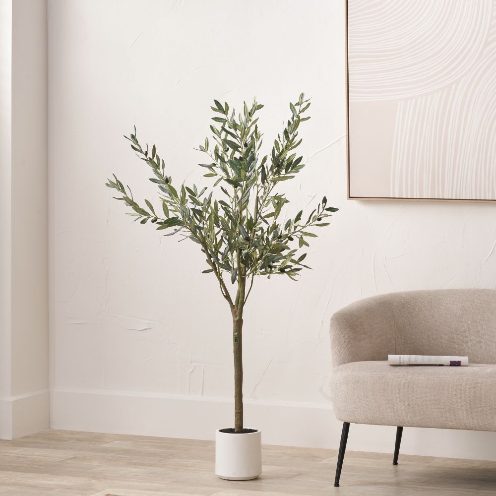 Medium Olive Tree in Pot