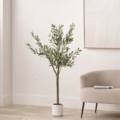 Medium Olive Tree in Pot
