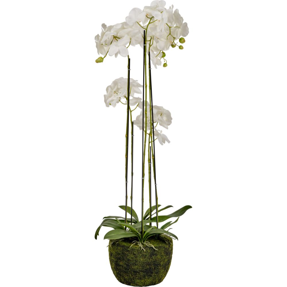 Tall White Orchid in Moss Pot