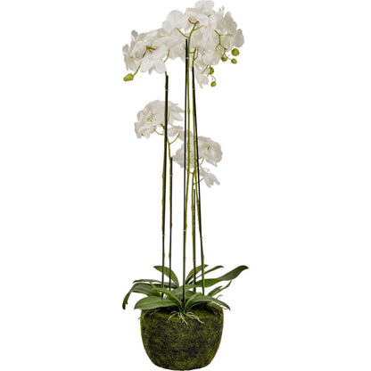 Tall White Orchid in Moss Pot
