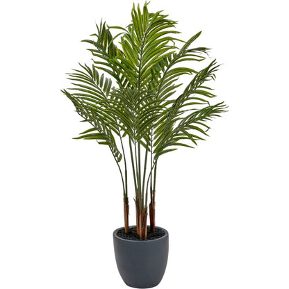 Areca Palm Plant in Pot