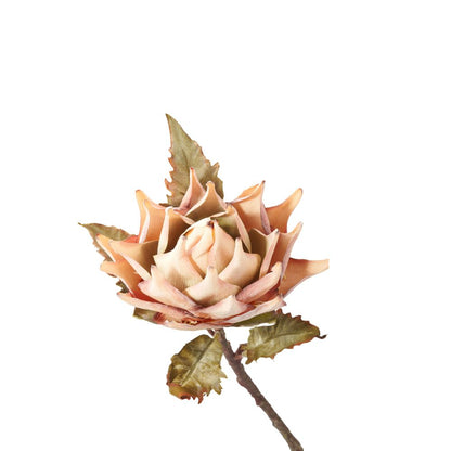 Apricot Lotus Pack of 6