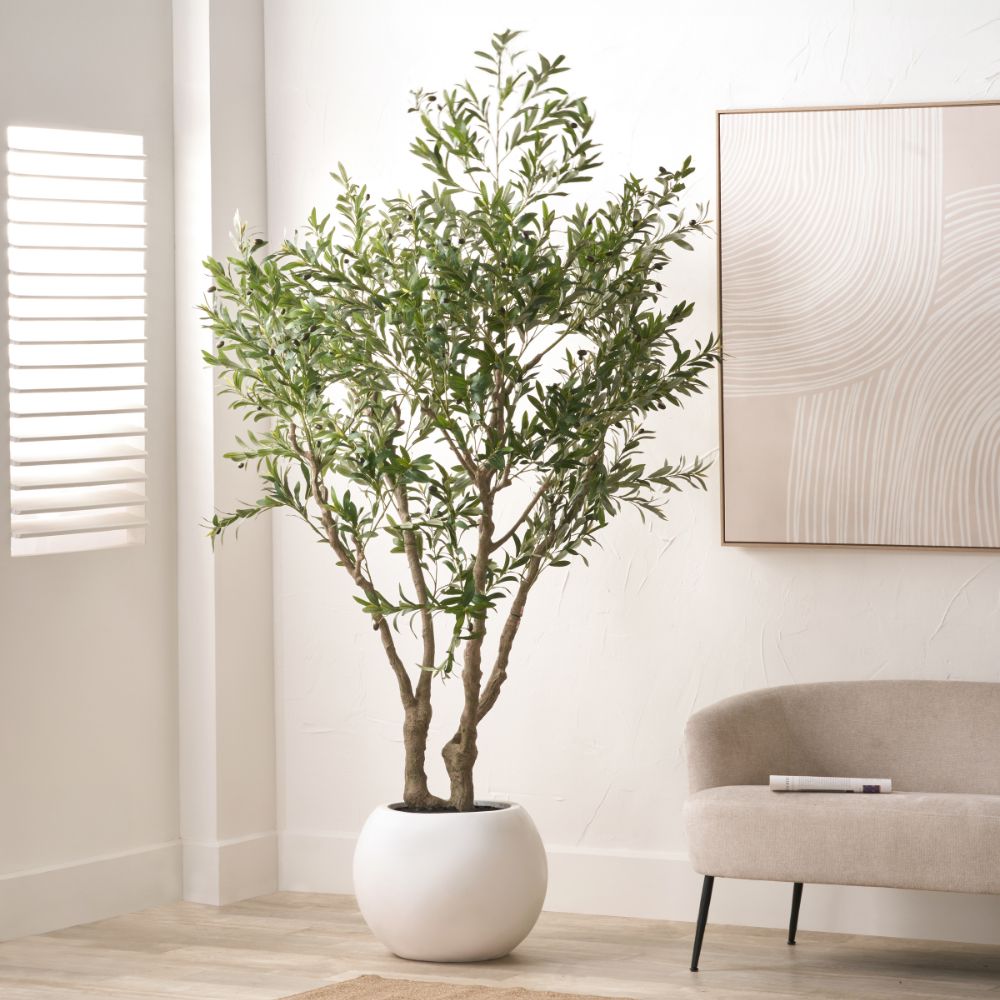 Extra Large Olive Tree in Pot