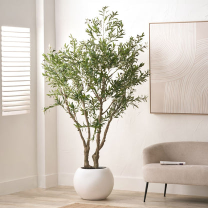 Extra Large Olive Tree in Pot