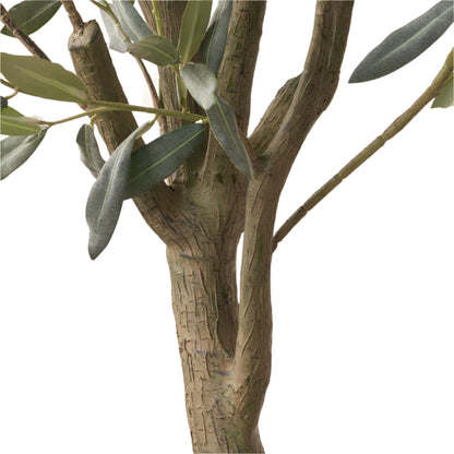 Large Olive Tree in Pot