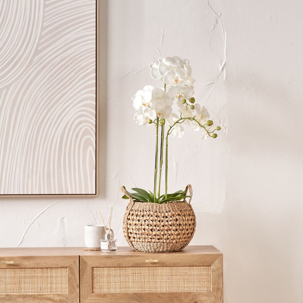 Medium White Orchid in Moss Pot