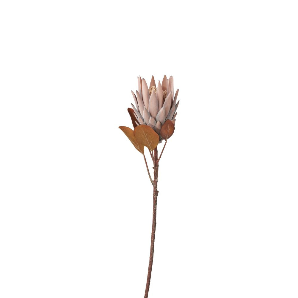 Mulberry Brown Protea Pack of 6