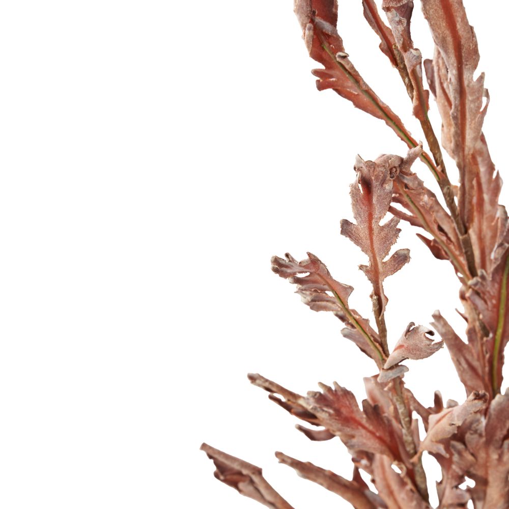 Mulberry Brown Dried Flower Bunch