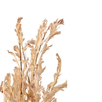 Natural Apricot Dried Flower Bunch