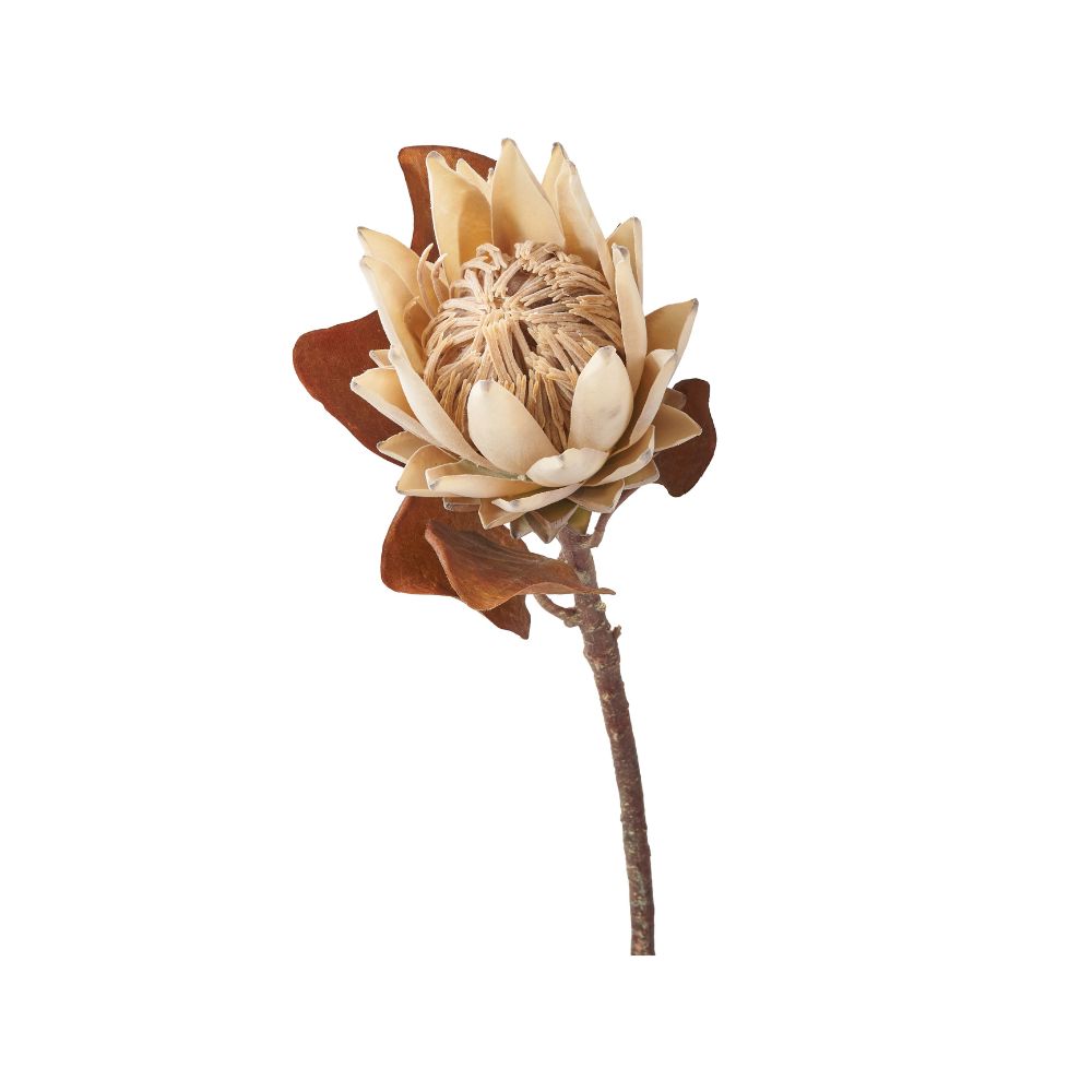 Natural Apricot Protea Pack of 6