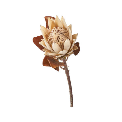 Natural Apricot Protea Pack of 6
