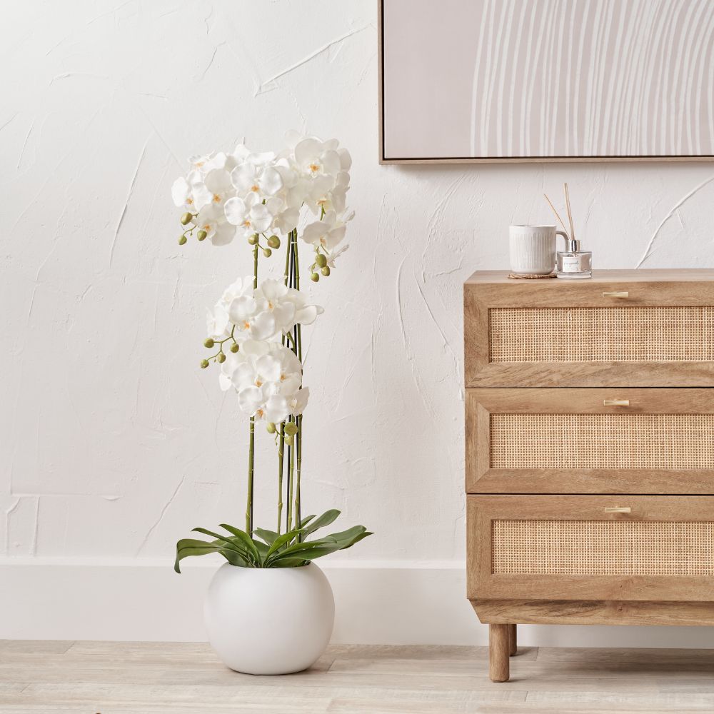 Tall White Orchid in Pot