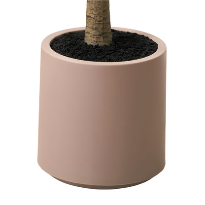 Large Olive Tree in Pot