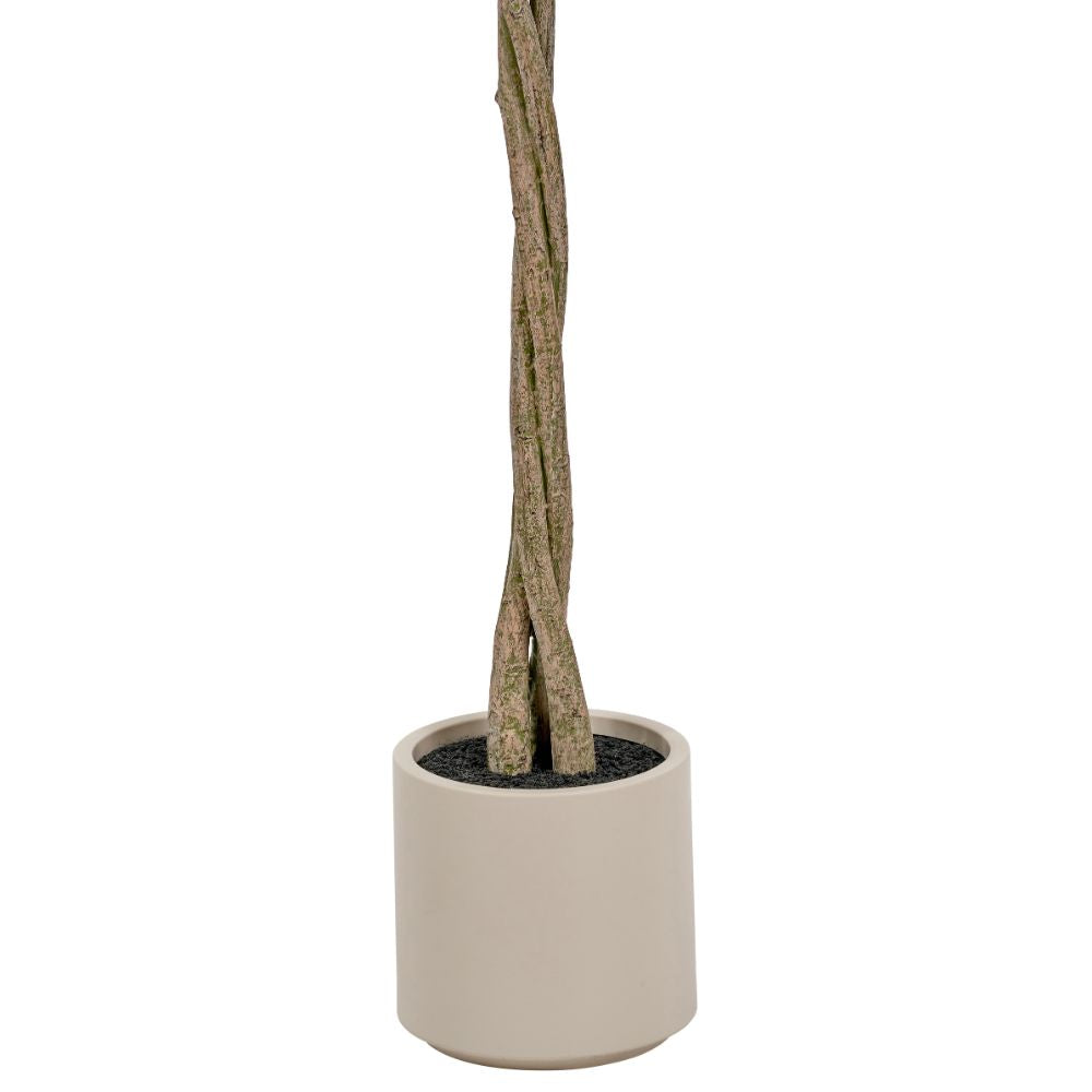 Medium Bay Tree in Pot