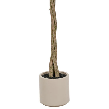 Medium Bay Tree in Pot