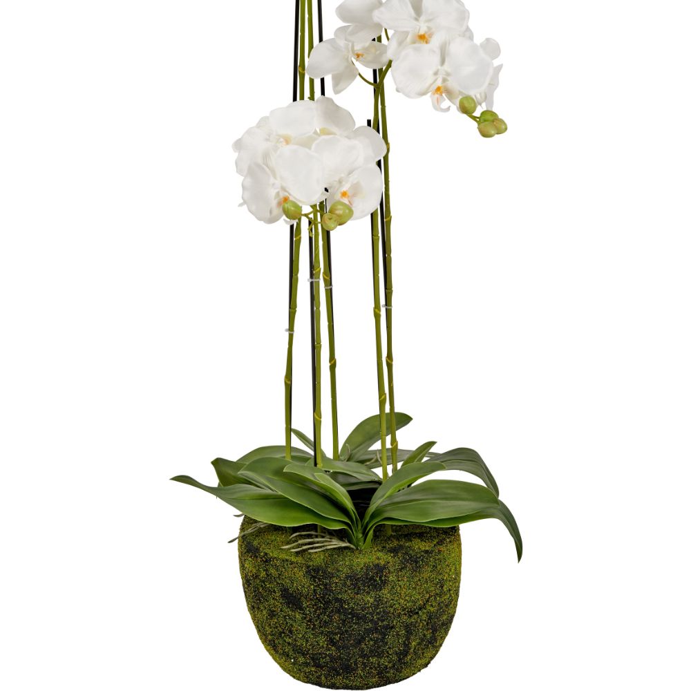 Tall White Orchid in Moss Pot