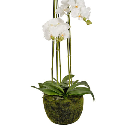 Tall White Orchid in Moss Pot