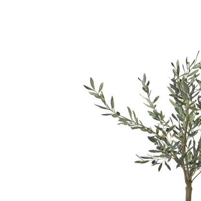 Medium Olive Tree in Pot