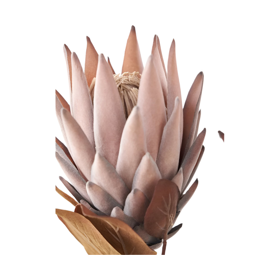 Mulberry Brown Protea Pack of 6