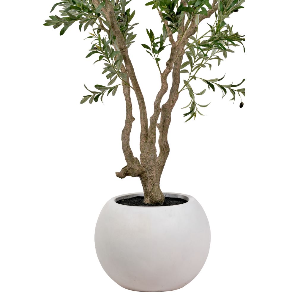 Extra Large Olive Tree in Pot